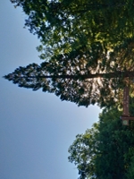 sequoia