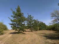 Manchecourt